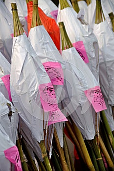 Toad Lantern on Toad Festival