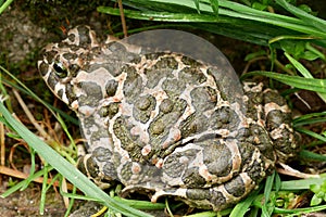 Toad (latin Bubo Bubo) sitting in long grass