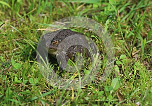 Toad on the lawn
