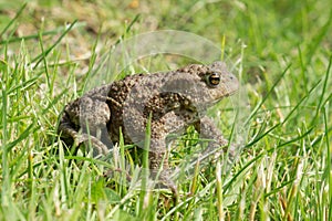 Toad at the lawn