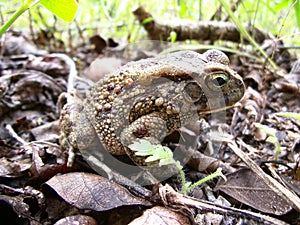 Toad on leaf ground in Swaziland