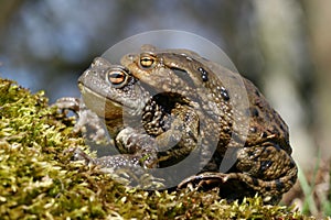 Toad love