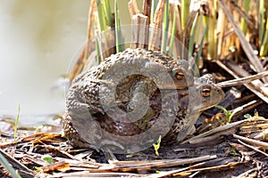 Toad male and female sitting piggyback at the sea.