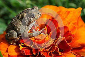 Toad on Marigold Flower