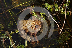 Toad mating in the fish pond