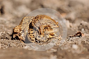 Toad mating, European toad Bufo bufo early spring