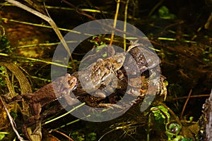 Toad mating in the fish pond