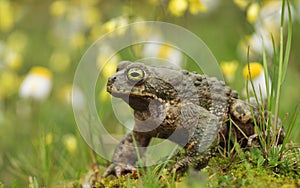 Toad in the meadow