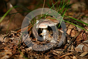 Toad and mushroom