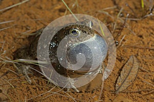 Toad Natterjack Epidalea calamita in its pond looking for a partner