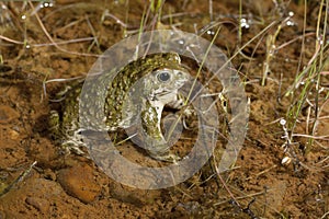 Toad Natterjack Epidalea calamita in its pond looking for a partner photo