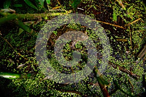 Toad in natural pond.