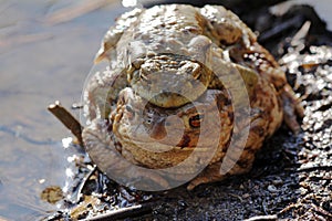 A toad-pair