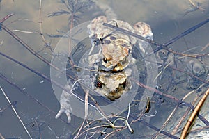 A toad-pair