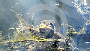 Toad with partner on its back, spawn