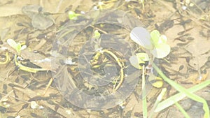 Toad with partner on its back, spawn and polliwogs