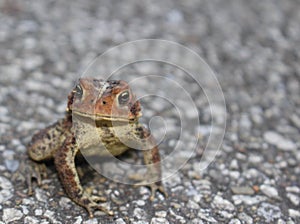 Eastern American Toad Bufo americanus americanus