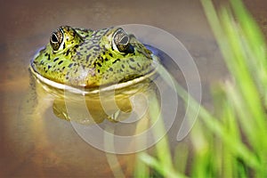 Toad in Pond