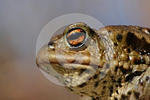 Toad portrait