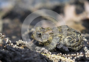 Toad Profile
