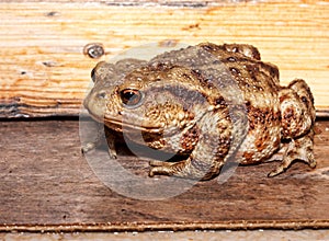 Toad - profile