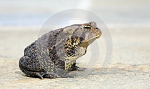 Toad profile