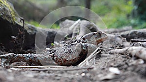 Toad profile