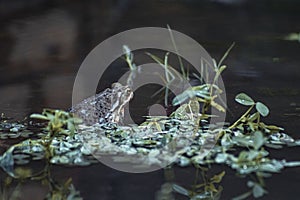 green toad in a puddle