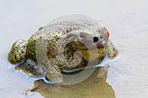 toad in a puddle