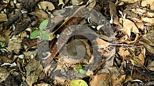 Toad puffed big for threaten enemy on ground in forest