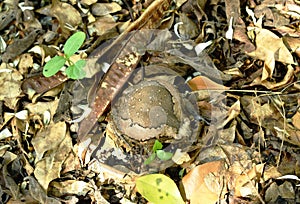 Toad puffed big for threaten enemy on ground in forest