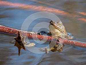 Toad photo