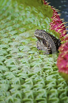 Toad resting on a lotus leaf