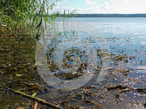 Toad on the river bank in Ukraine