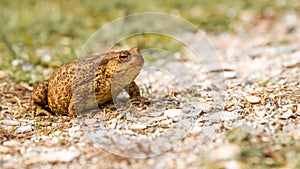 Toad on the road