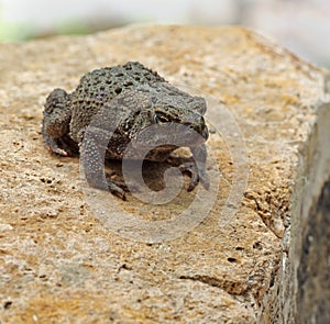 Toad on a Rock