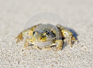 Toad on a sandy shore