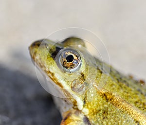 Toad on a sandy shore