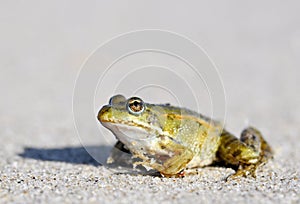 Toad on a sandy shore