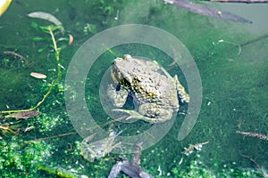 A toad seen resting on green plants in dirty pond water