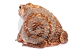 Toad sit on white background