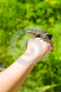 Toad sits on a child's hand