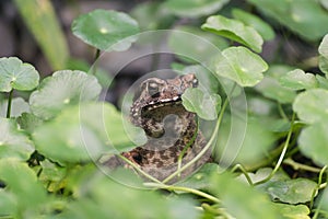 Toad sits in the grass