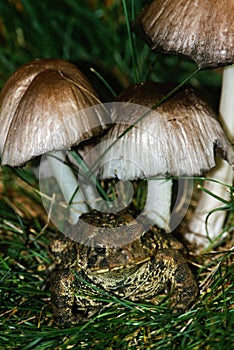 Toad Sitting Beneath Toadstools photo