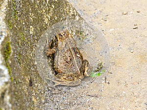 Toad on the ground