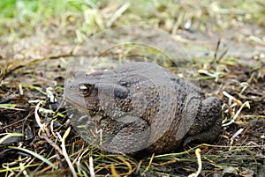 Toad sitting on the ground