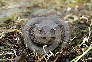 Toad sitting on the ground
