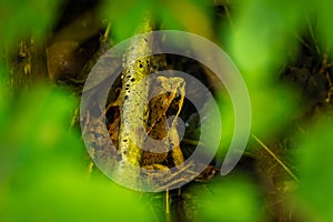 Toad sitting on ground