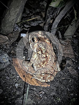 TOAD SITTING ON THE GROUND