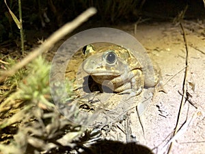 Toad sitting on a road at night time